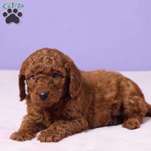Milo, Miniature Poodle Puppy